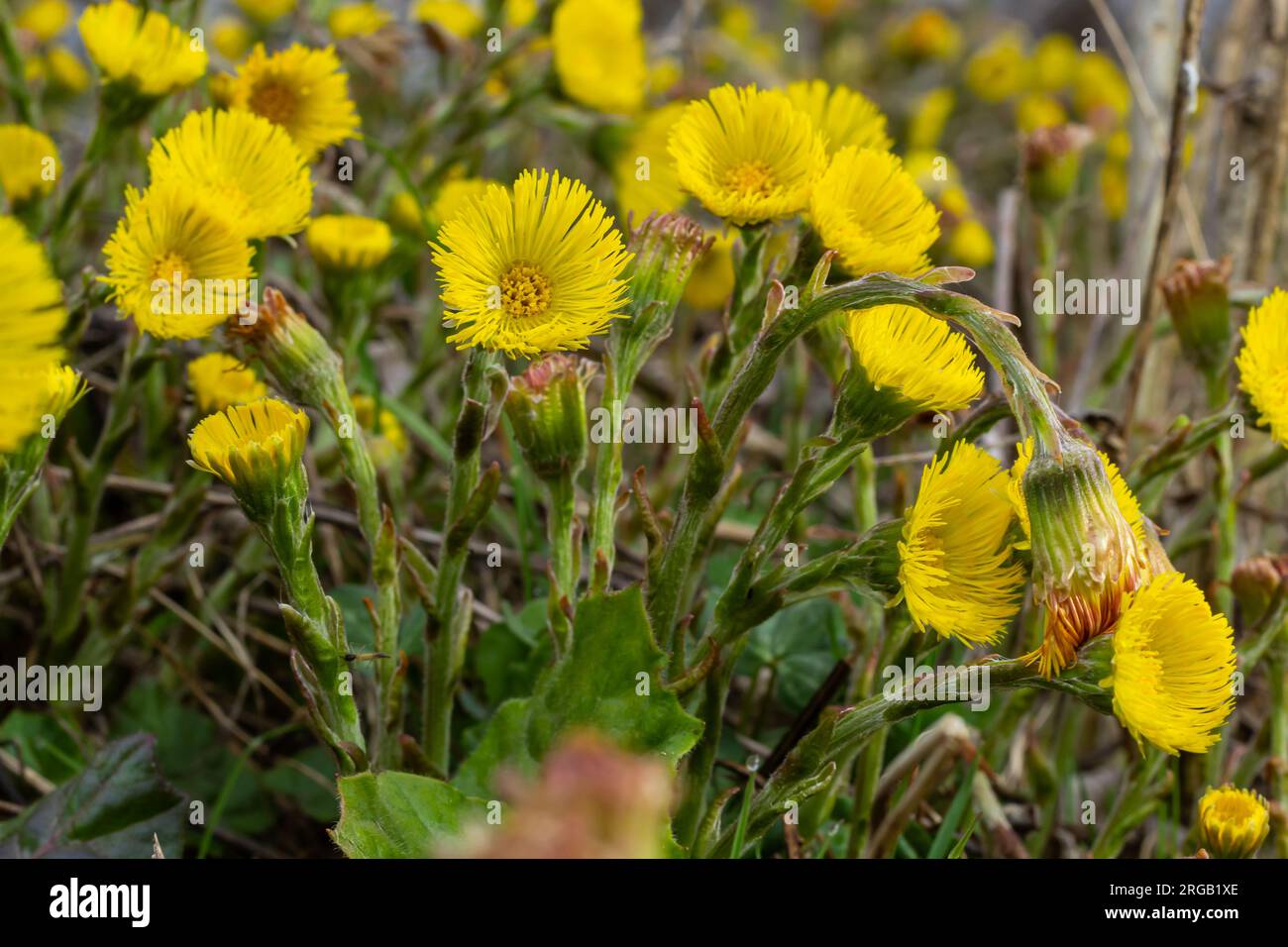 Coltsfoot or foalfoot medicinal wild herb. Farfara Tussilago plant