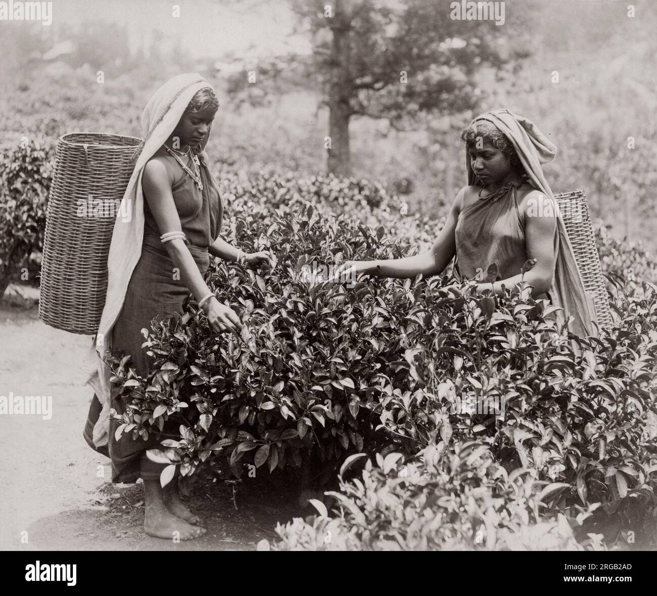 Vintage photo of picking tea hi-res stock photography and images - Alamy