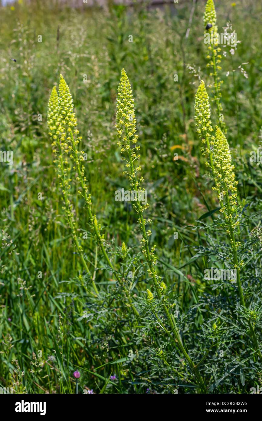 Selective focus of wild grass flower in meadow in spring, Reseda lutea or the yellow mignonette or wild mignonette is a species of fragrant herbaceous Stock Photo