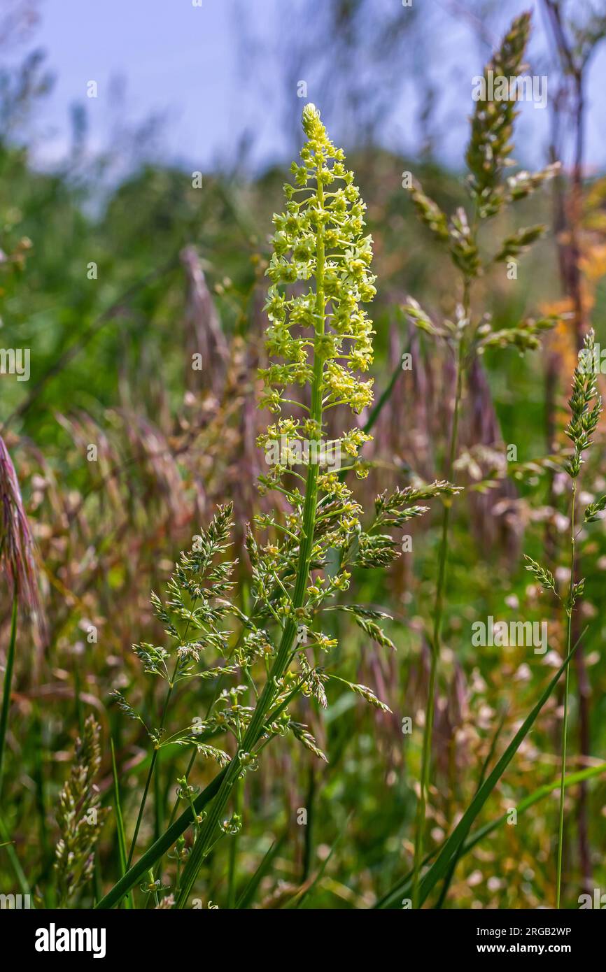 Selective focus of wild grass flower in meadow in spring, Reseda lutea or the yellow mignonette or wild mignonette is a species of fragrant herbaceous Stock Photo