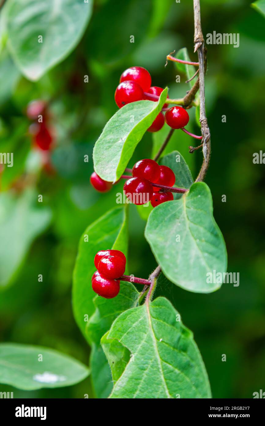 Festive Holiday Honeysuckle Branch with Red Berries Lonicera xylosteum