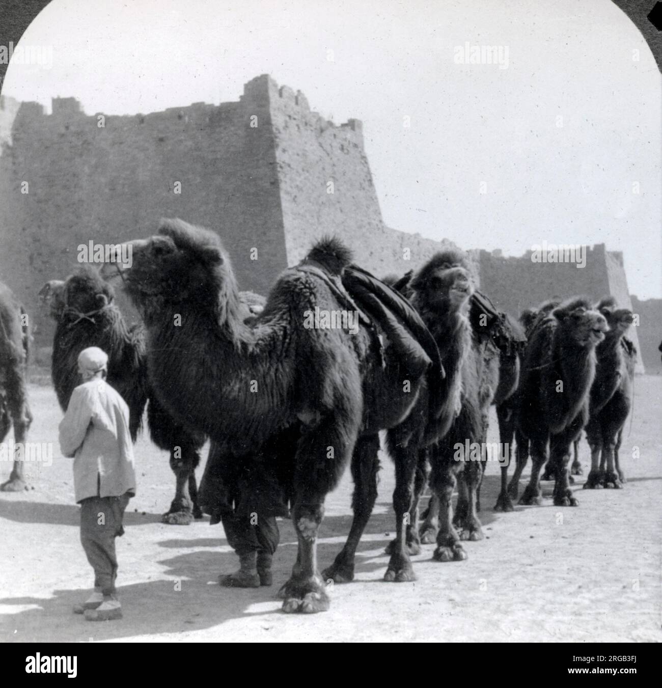 Camel caravan, city wallls, Beijing, Peking, China c.1900 Stock Photo