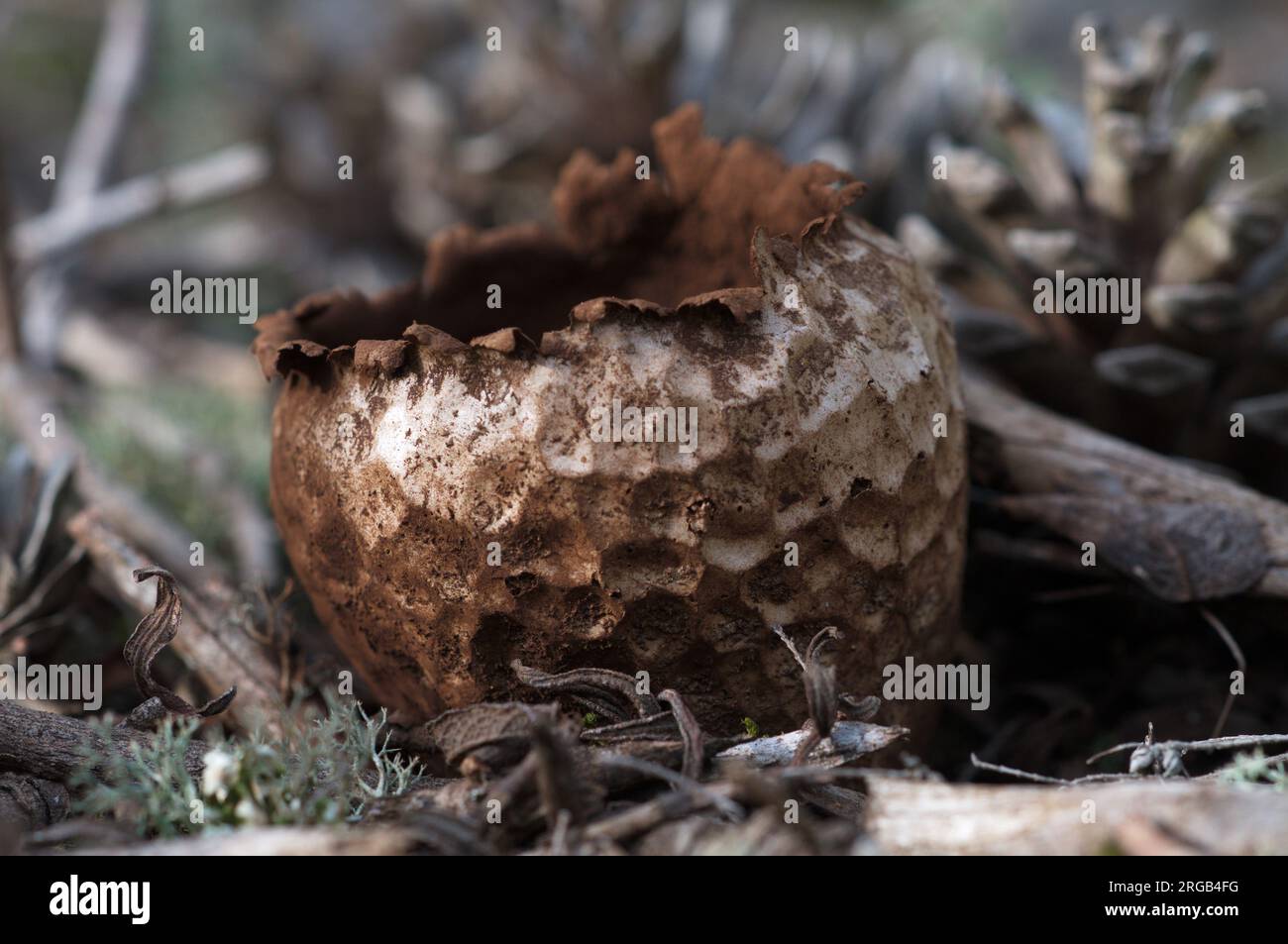 Mushrooms in the forest. Setas en el bosque. Stock Photo