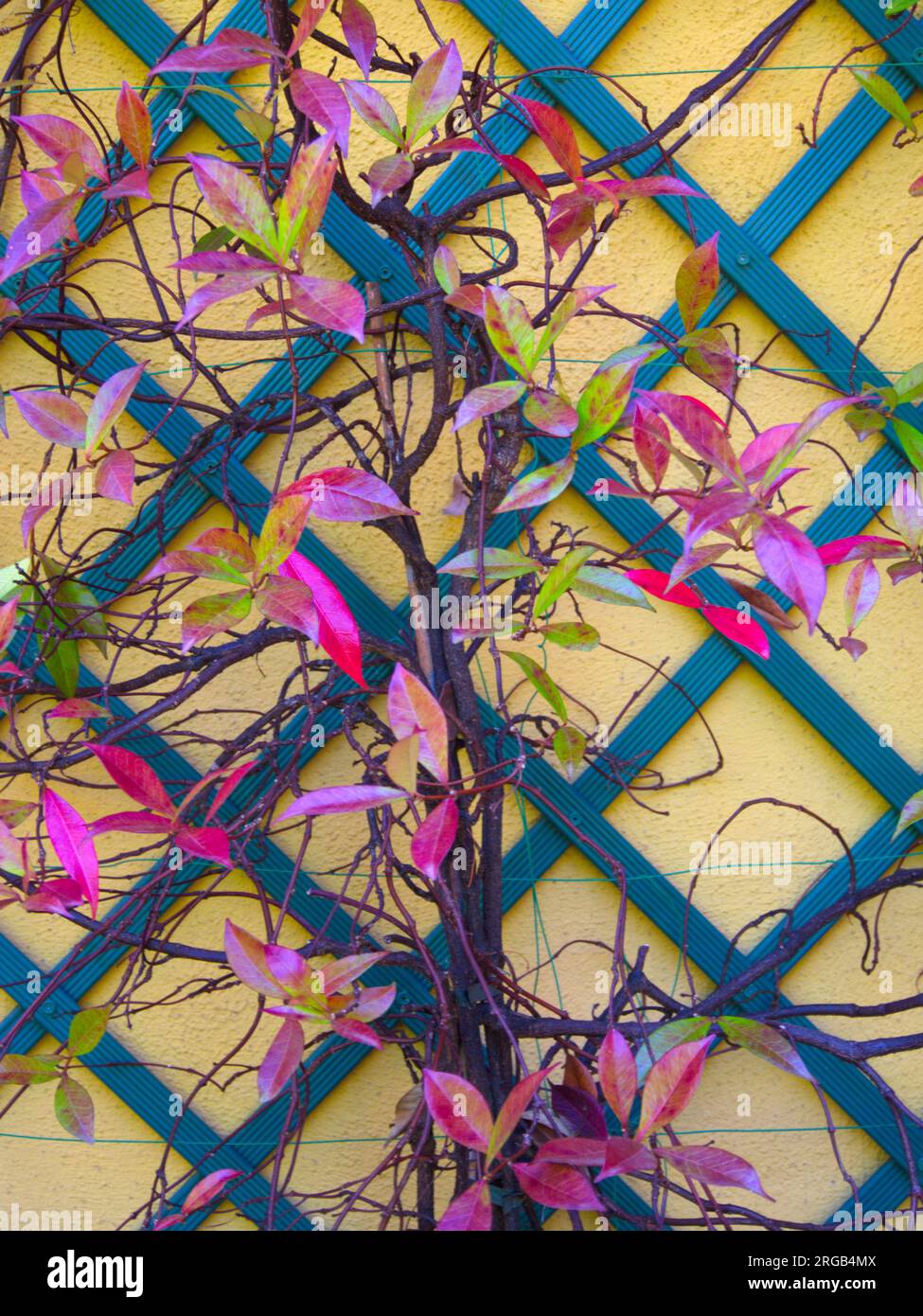 A plant with colorful leaves climbs up the garden wall of a house.Una planta de hojas coloridas se trepa por la pared del jardín de una casa Stock Photo