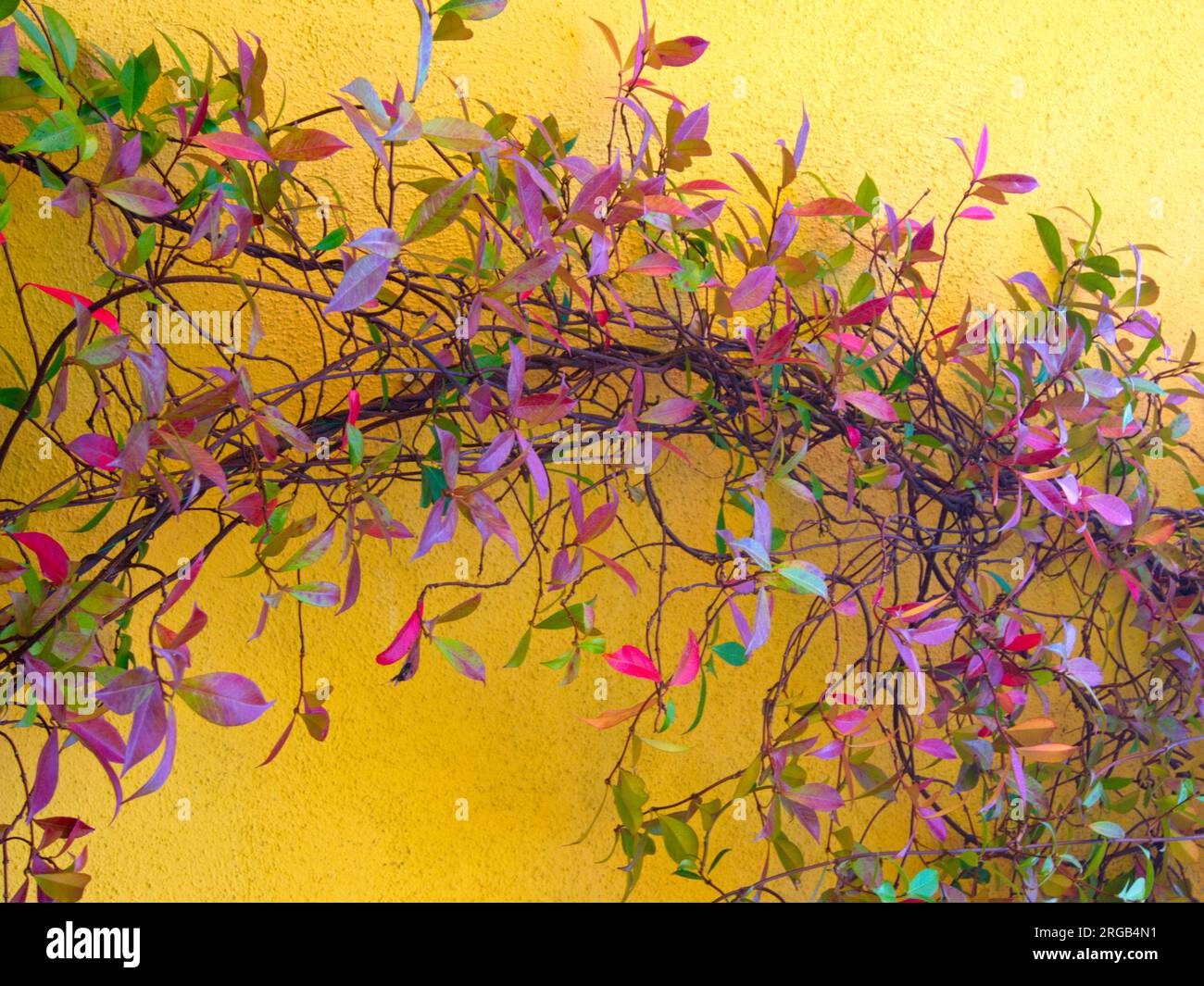 A plant with colorful leaves climbs up the garden wall of a house.Una planta de hojas coloridas se trepa por la pared del jardín de una casa Stock Photo