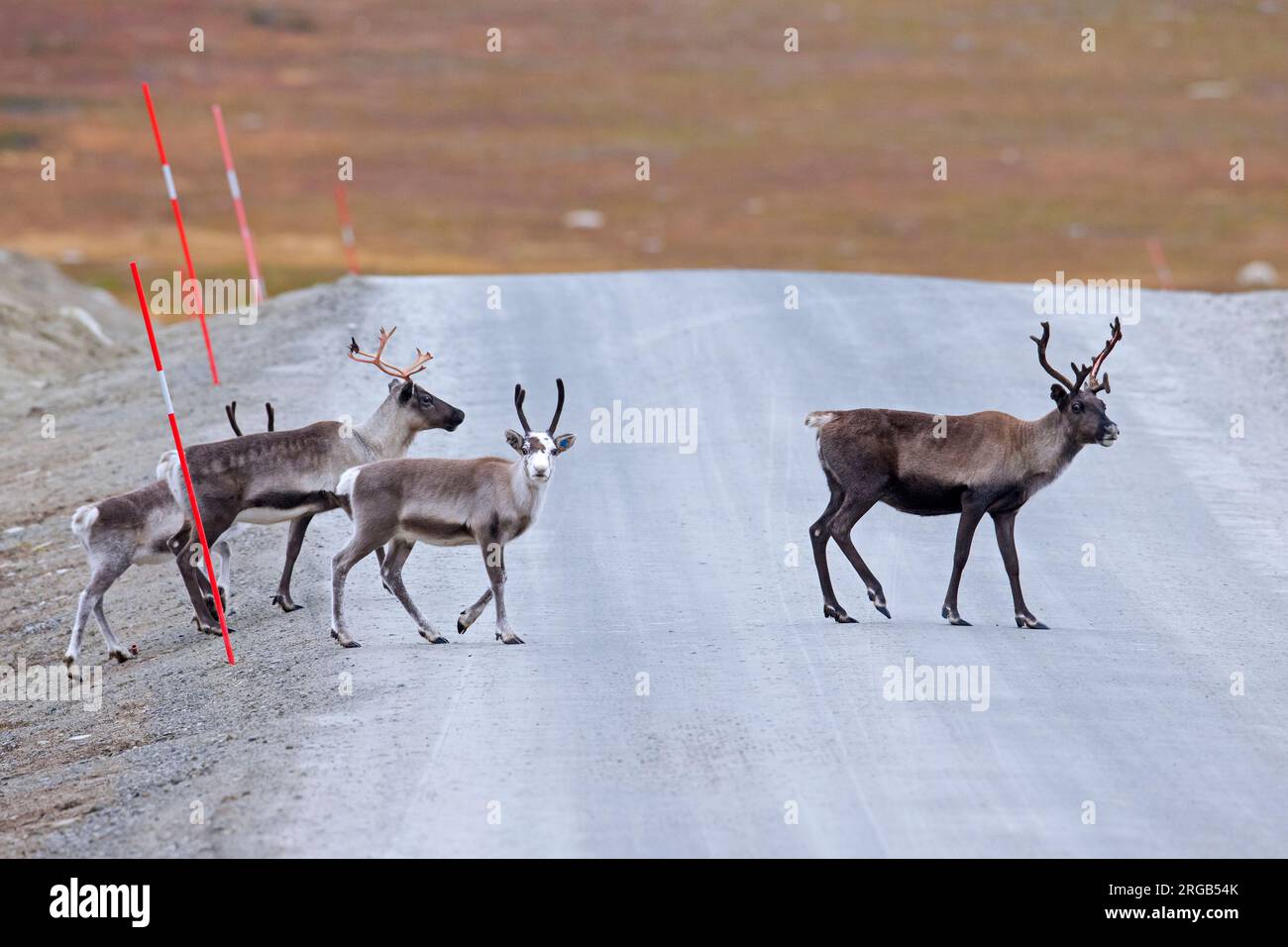 Reindeer (Rangifer tarandus) herd crossing dirt road in autumn / fall, Lapland, Sweden Stock Photo