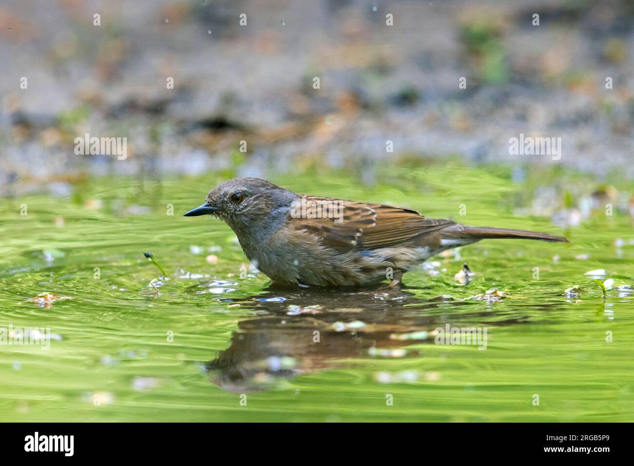 Dunnock / hedge accentor (Prunella modularis / Motacilla modularis) bathing in water from pond / puddle Stock Photo