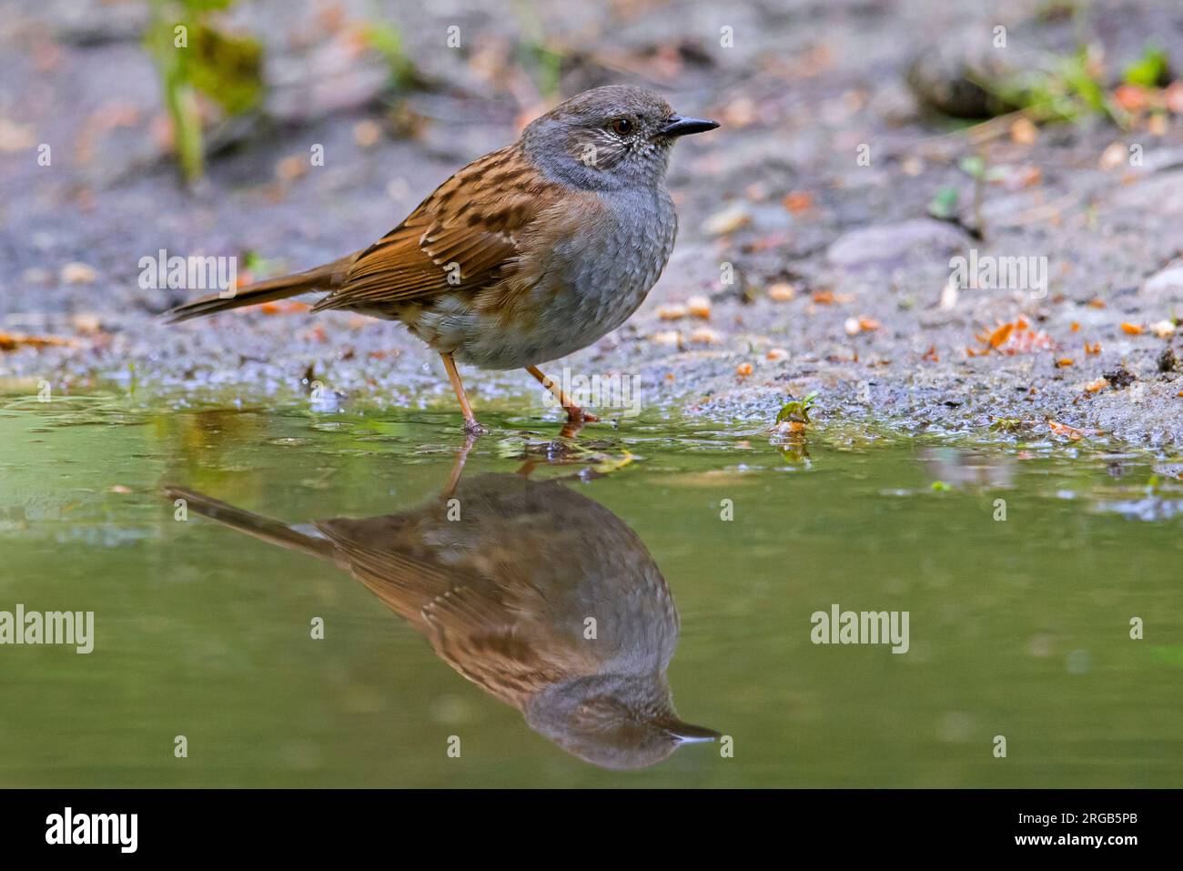 Dunnock / hedge accentor (Prunella modularis / Motacilla modularis) drinking water from pond / puddle Stock Photo