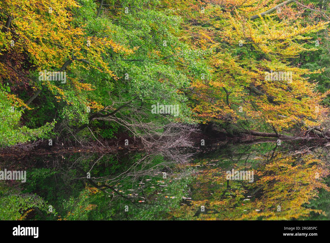 Foliage showing autumn colours along Lake Hertha / Herthasee in the Jasmund National Park on Rügen island, Mecklenburg-Vorpommern, Germany Stock Photo