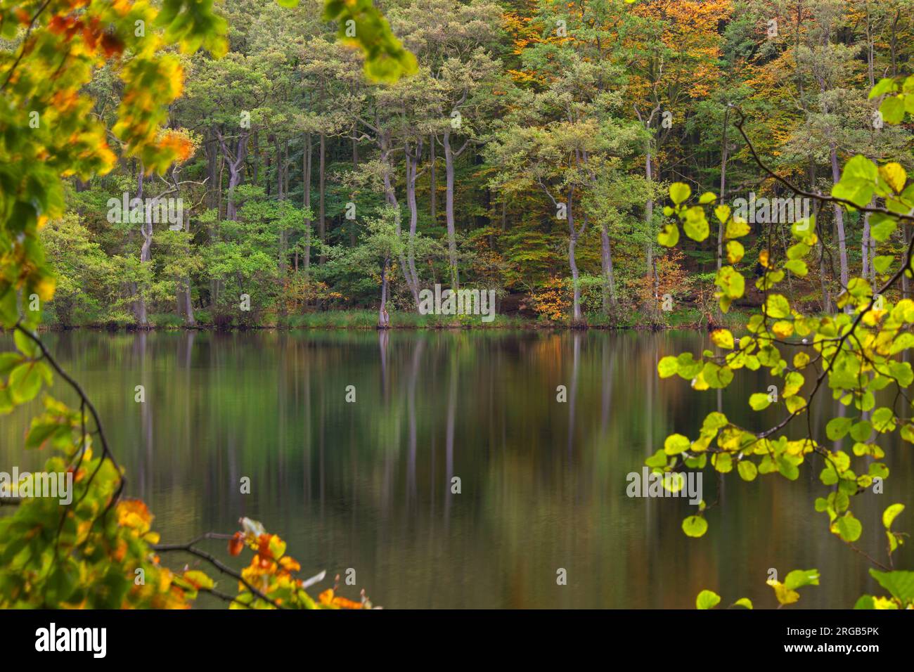 Foliage showing autumn colours along Lake Hertha / Herthasee in the Jasmund National Park on Rügen island, Mecklenburg-Vorpommern, Germany Stock Photo