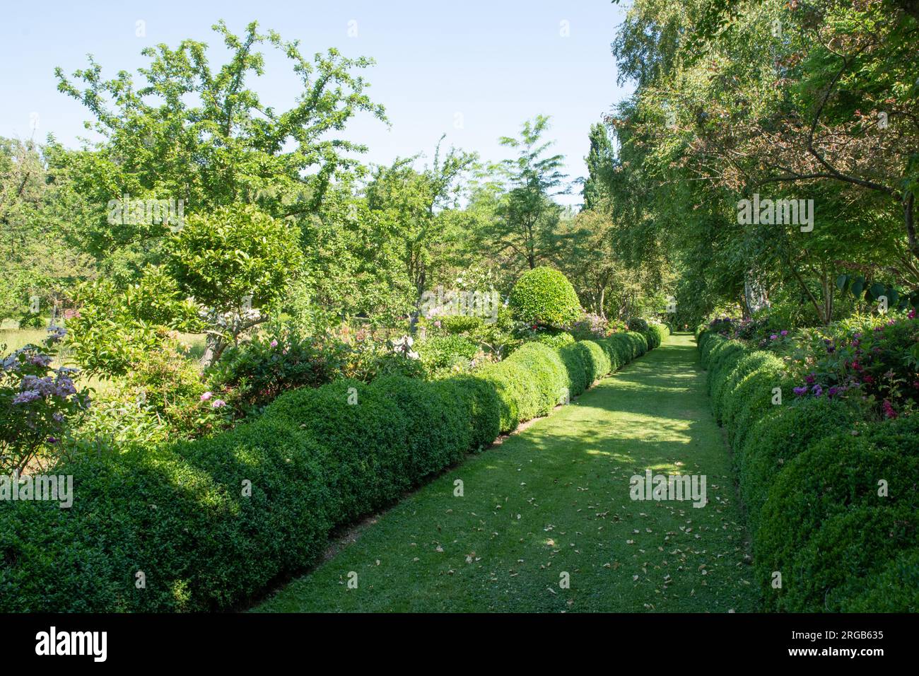 Jardins de Maizicourt, Allee des buis Stock Photo