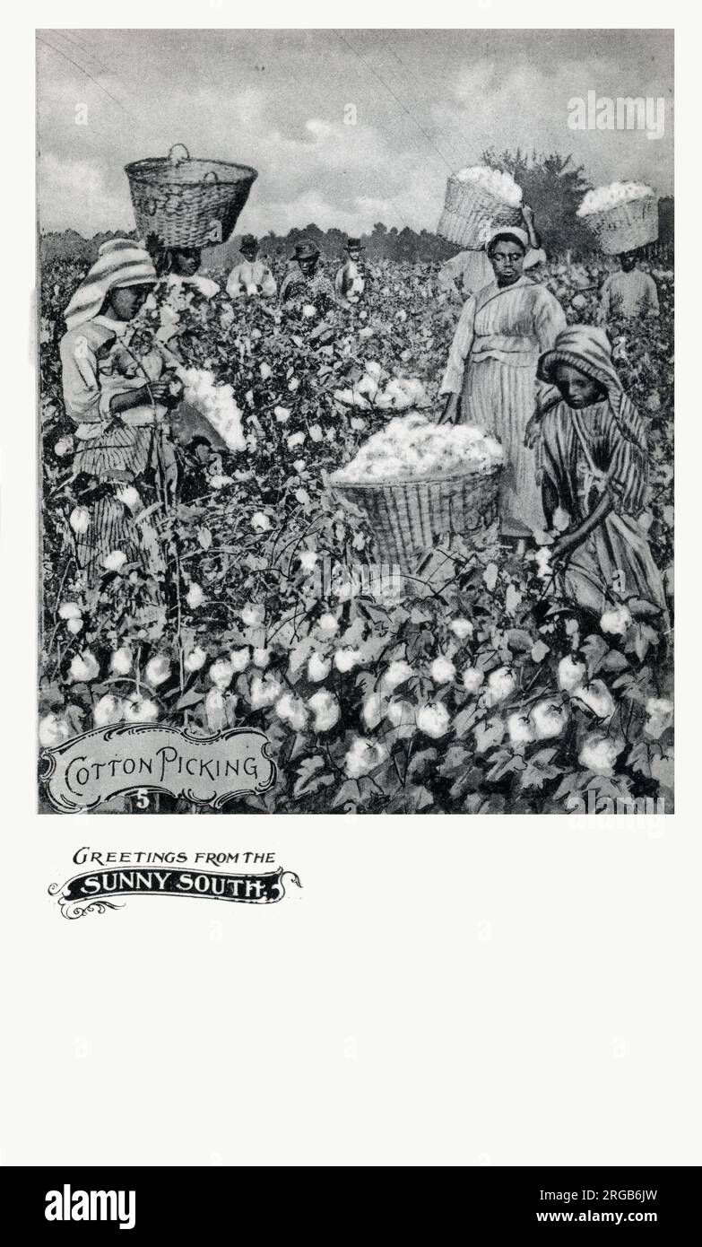 Black workers cotton picking on a plantation in the Southern United States. Stock Photo