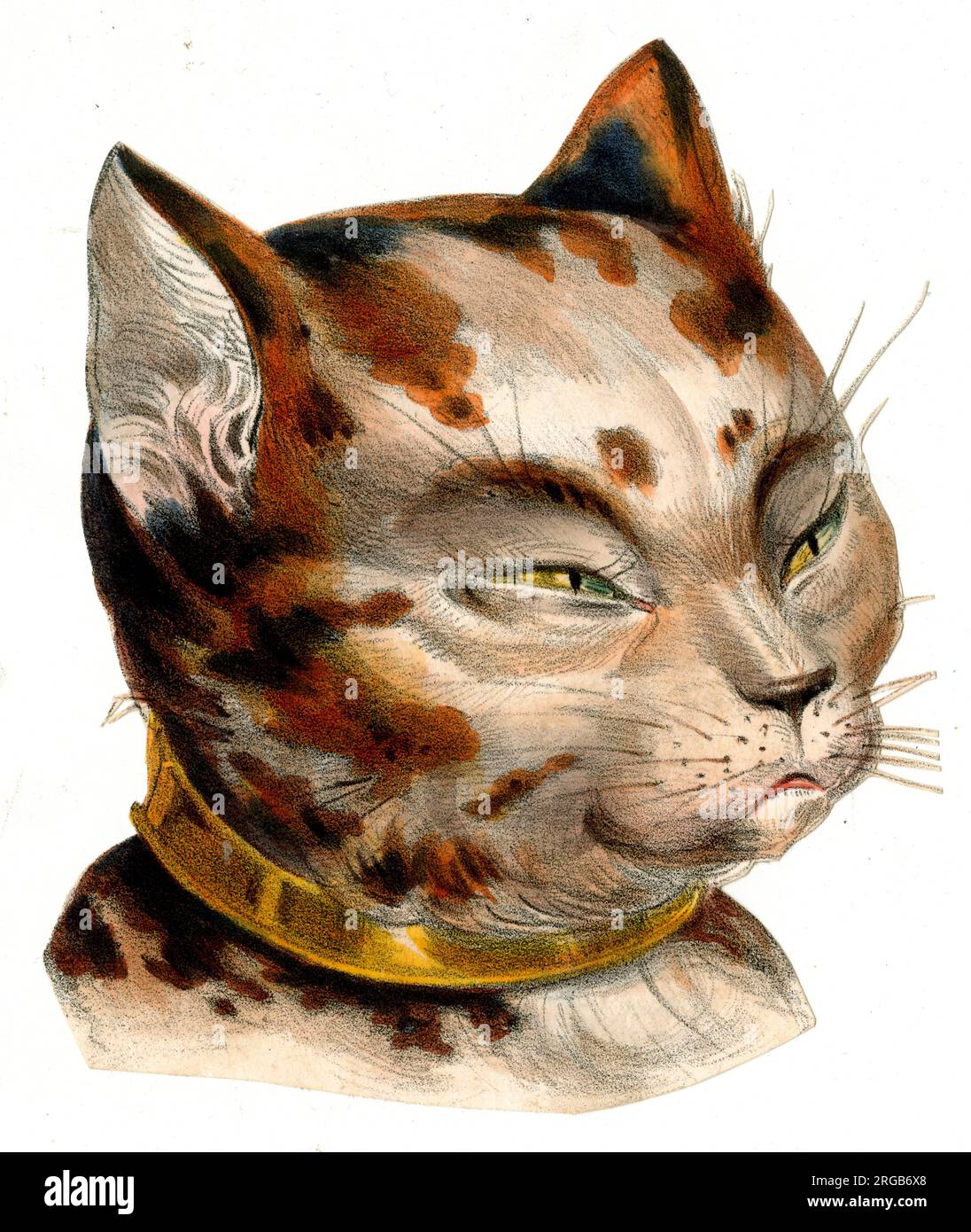 Victorian collar Cut Out Stock Images & Pictures Alamy