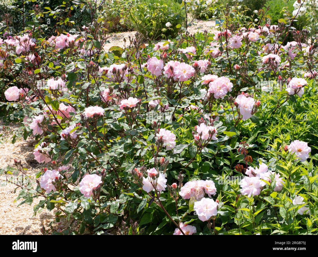 Rosa Clair Matin ('Meimont') Stock Photo