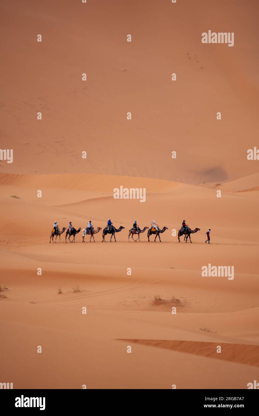 Camels in Sahara Morocco: Experience desert journeys atop these gentle creatures, exploring the vast dunes and embracing the magic of the Sahara Stock Photo