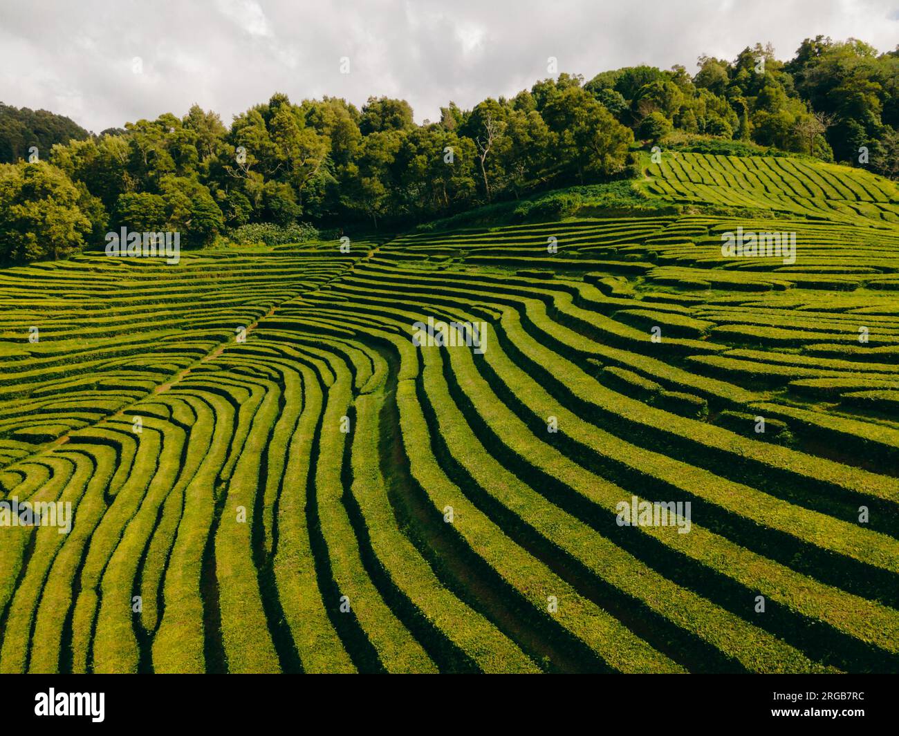 Azores Tea Gorreana tea plantation azores hi-res stock photography and images - Alamy