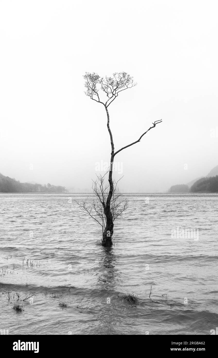 A lone tree on Buttermere shore, Lake District National Park, Cumbria, England Stock Photo