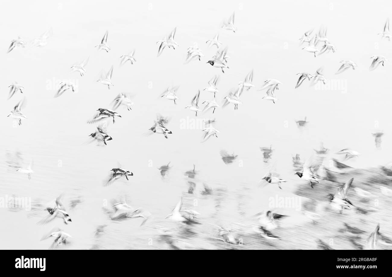 Birds in flight at Leigh on Sea, Essex, England Stock Photo