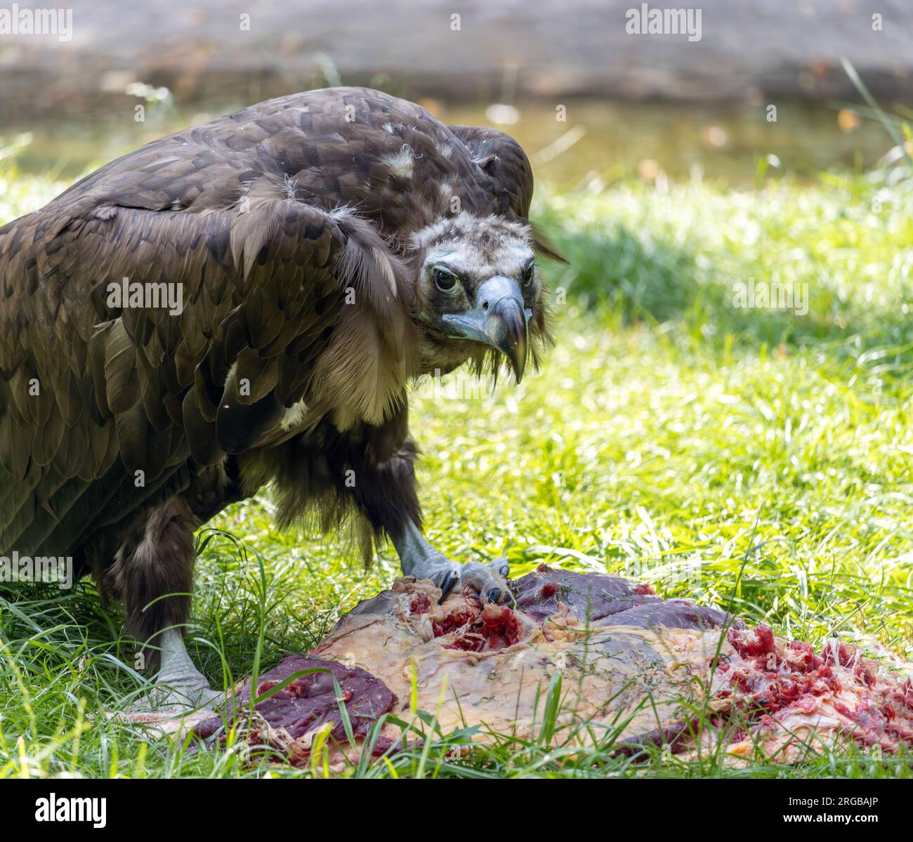 Cinereous vulture, aegypius monachus, is feeding on a carrion Stock Photo