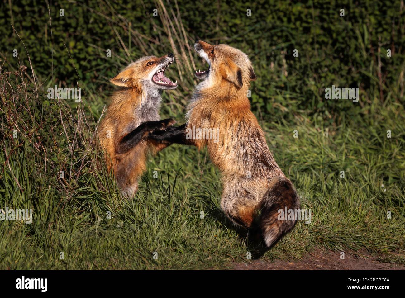 Red Fox Discussion Stock Photo