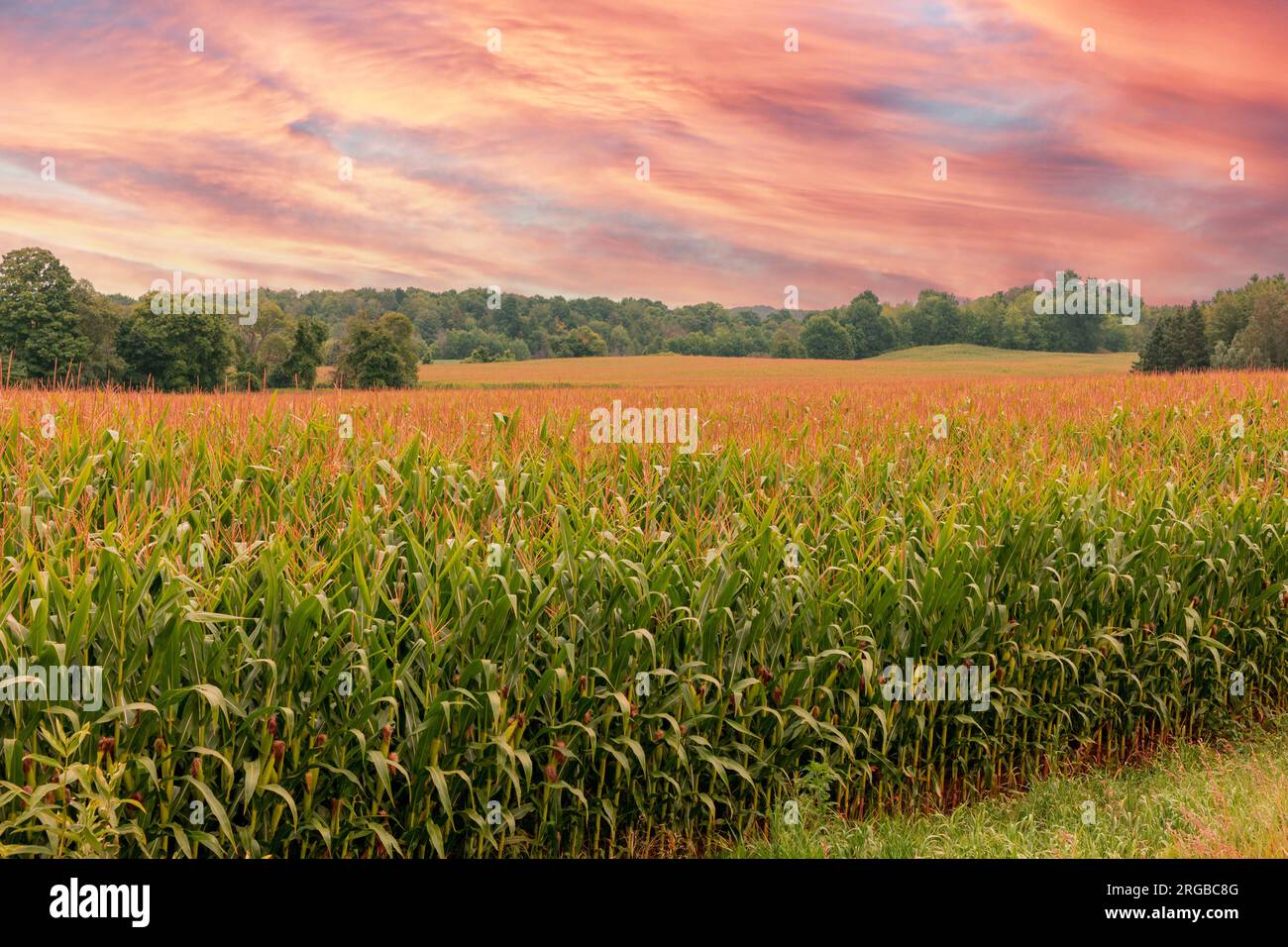 Sunny, warm weather along with good rains has made for a bumper corn crop Stock Photo