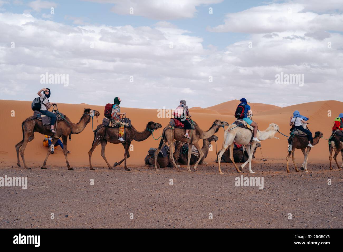 20.5.2023 Merzouga, Morocco: Camels in Sahara Morocco: Experience desert journeys atop these gentle creatures, exploring the vast dunes and embracing Stock Photo