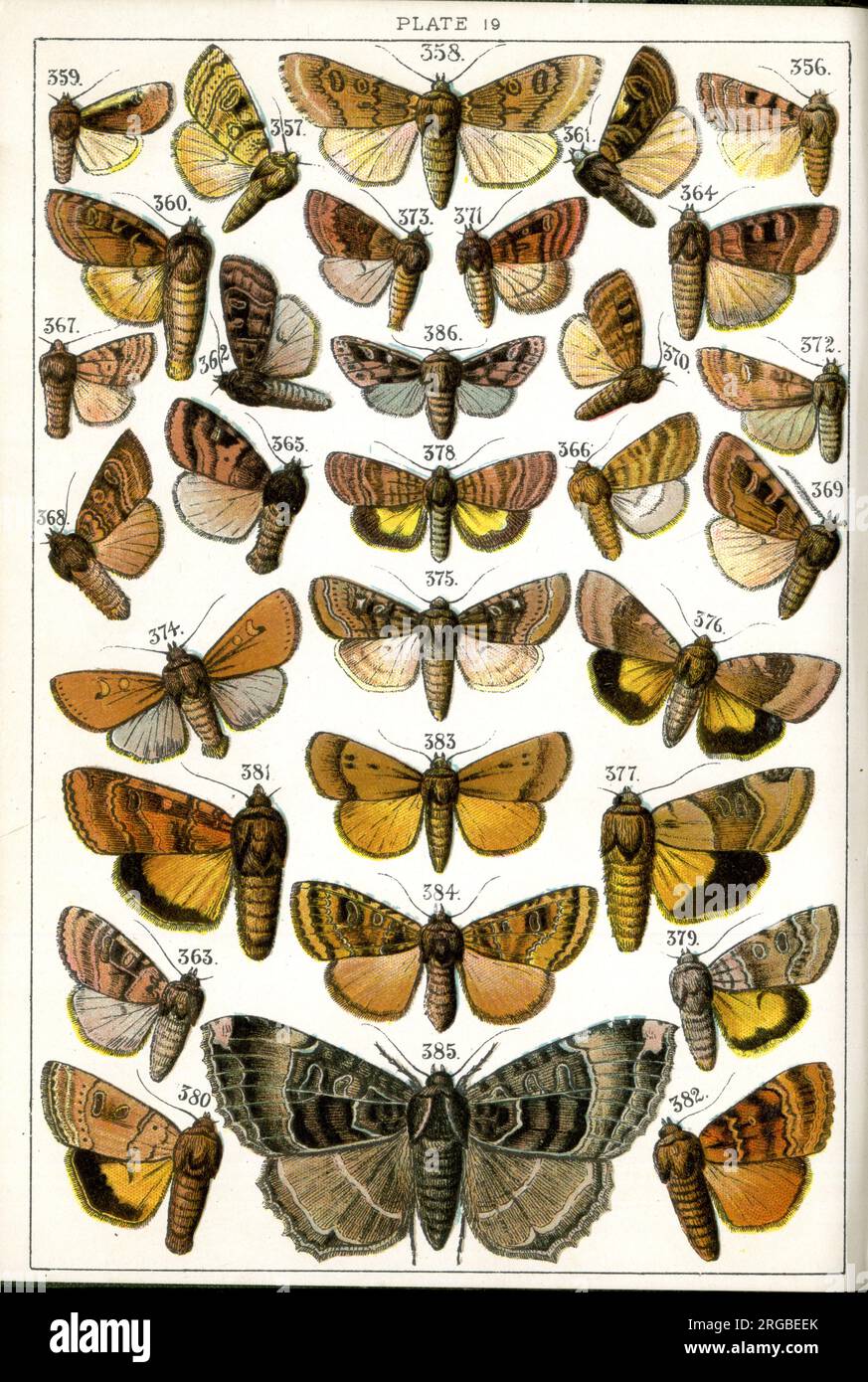 Butterflies and Moths, Plate 19, Noctuae, Noctuidae. Stock Photo