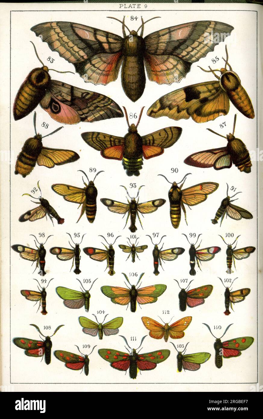Butterflies and Moths, Plate 9, Sphinges, Sphingidae, Sesiidae, Zygaenidae, Syntomidae. Stock Photo