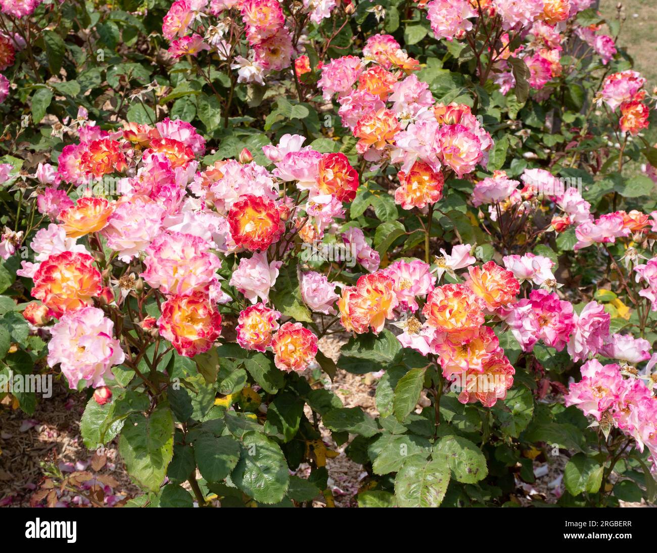 Rose Alfred Manessier Stock Photo