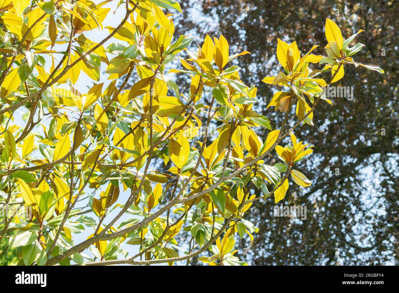 Zurich, Switzerland, July 14, 2023 Magnolia Grandiflora or bull bay