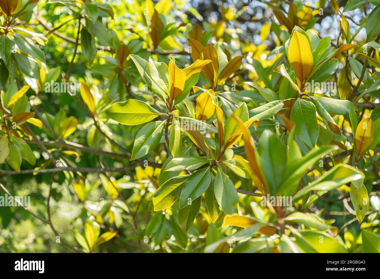 Zurich, Switzerland, July 14, 2023 Magnolia Grandiflora or bull bay