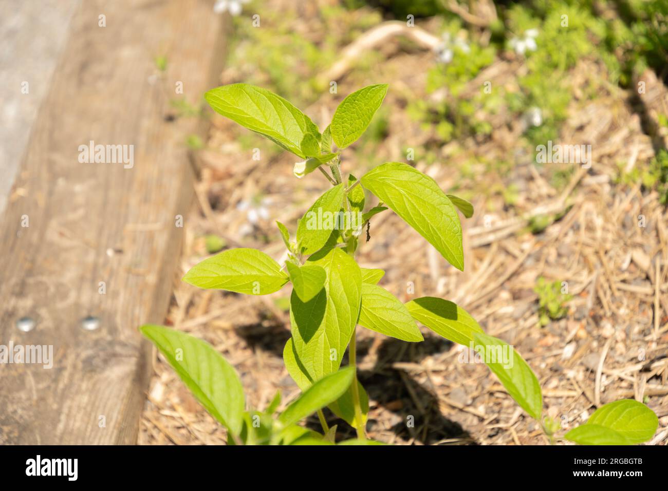 Zurich, Switzerland, July 14, 2023 Sesamum Indicum or black sesame plant at the botanical garden Stock Photo