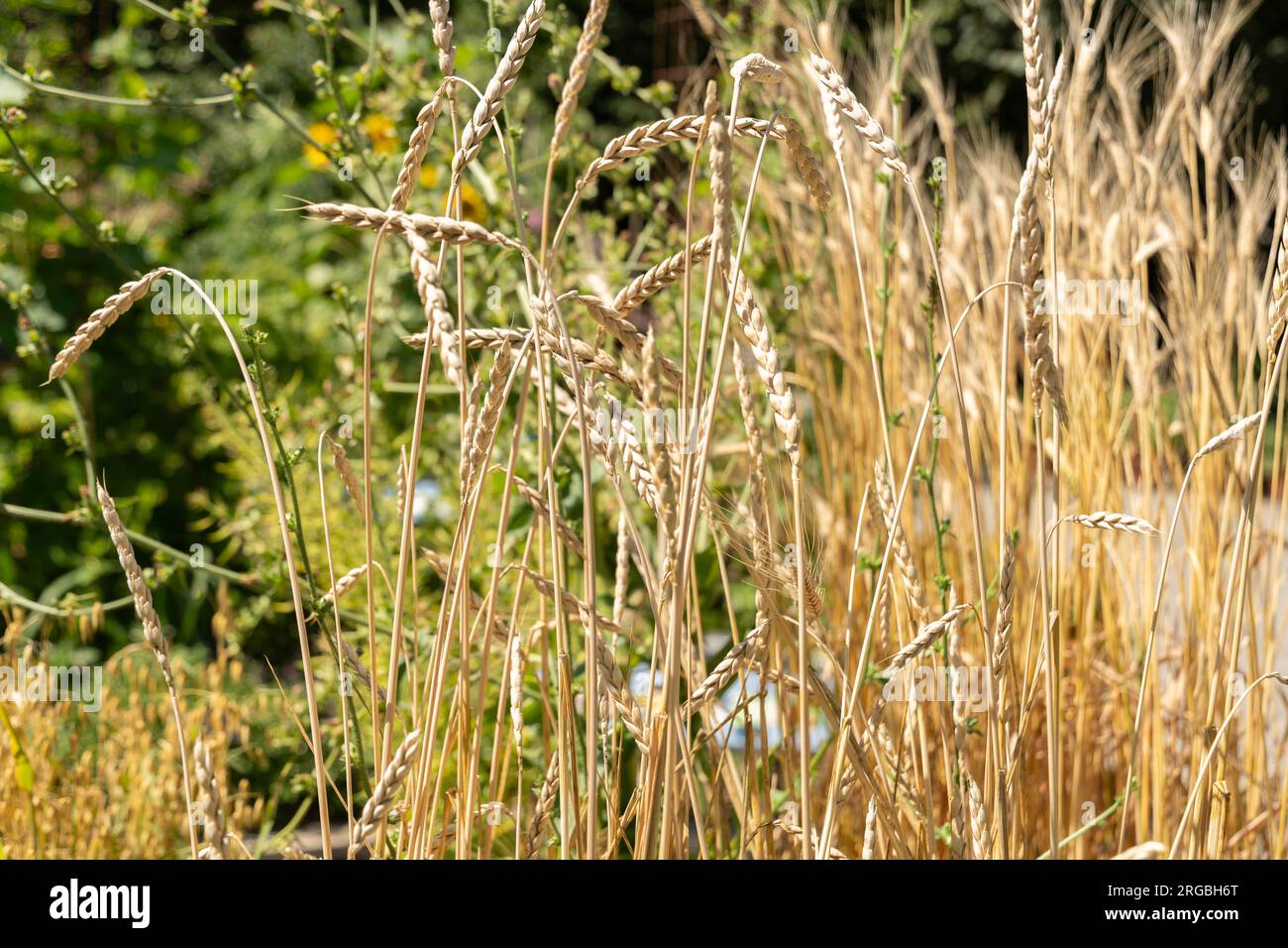 Wheat garden hi-res stock photography and images - Alamy