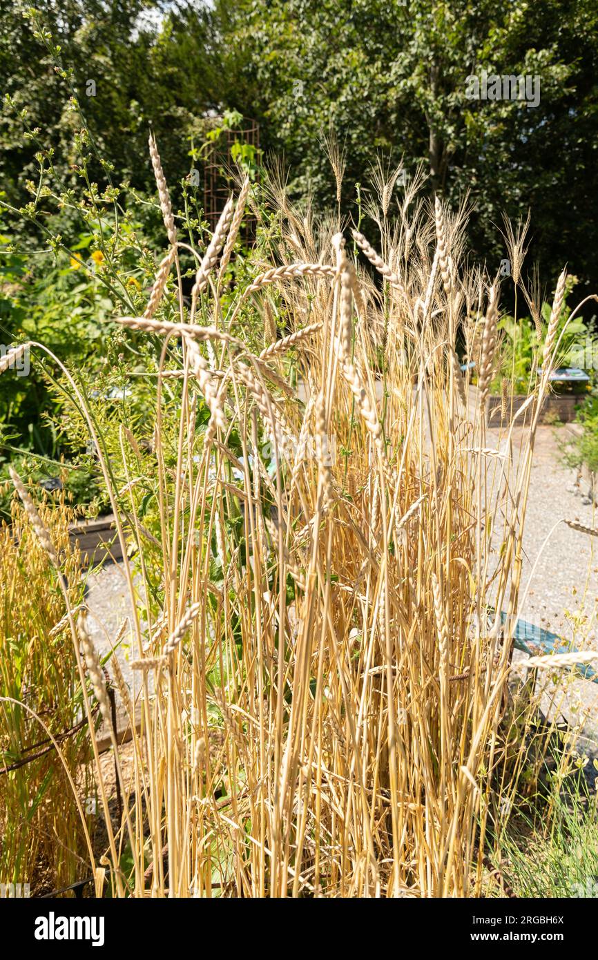 Zurich, Switzerland, July 14, 2023 Triticum Spelta or Dinkel wheat at the botanical garden Stock Photo