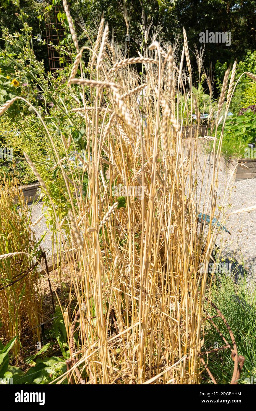 Zurich, Switzerland, July 14, 2023 Triticum Spelta or Dinkel wheat at the botanical garden Stock Photo