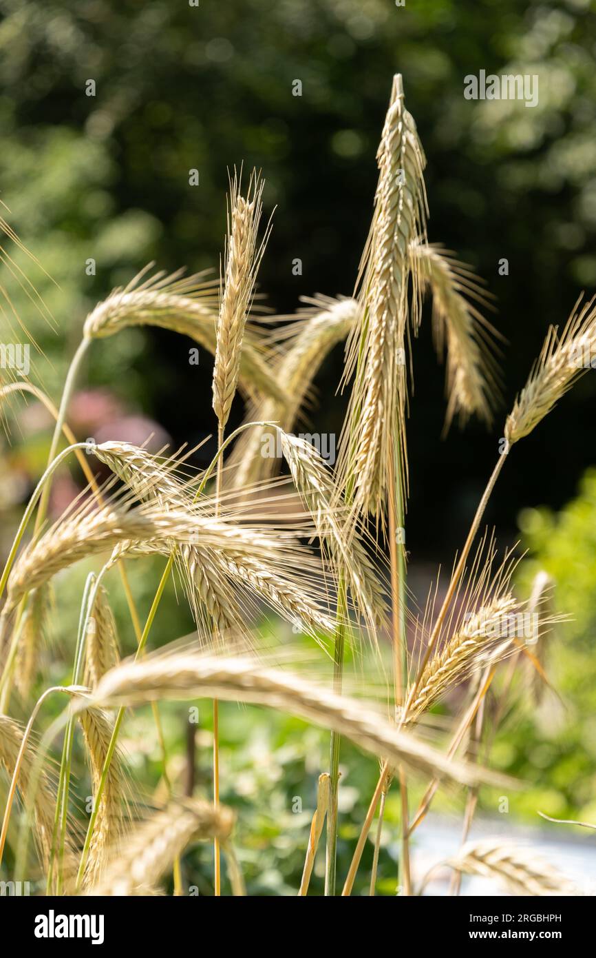 Zurich, Switzerland, July 14, 2023 Secale Cereale or Rye plant at the botanical garden Stock Photo