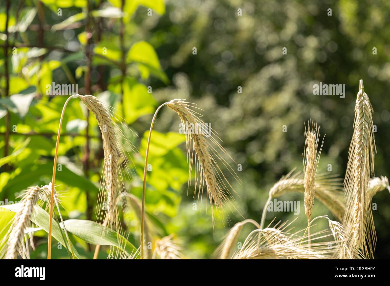 Zurich, Switzerland, July 14, 2023 Secale Cereale or Rye plant at the botanical garden Stock Photo