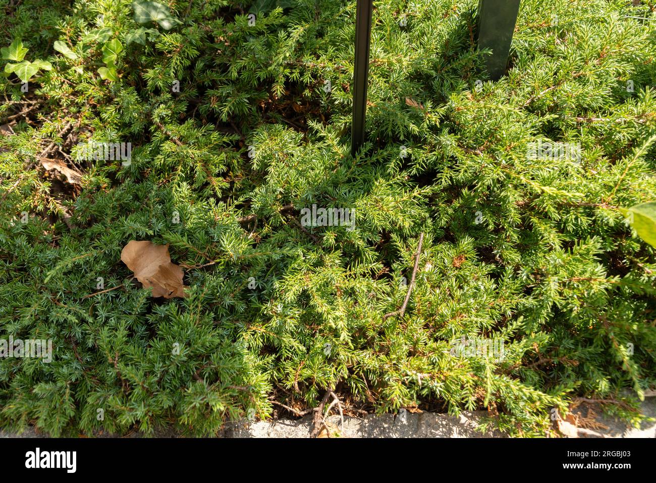 Zurich, Switzerland, July 14, 2023 Juniperus Communis or common Juniper plant at the botanical garden Stock Photo