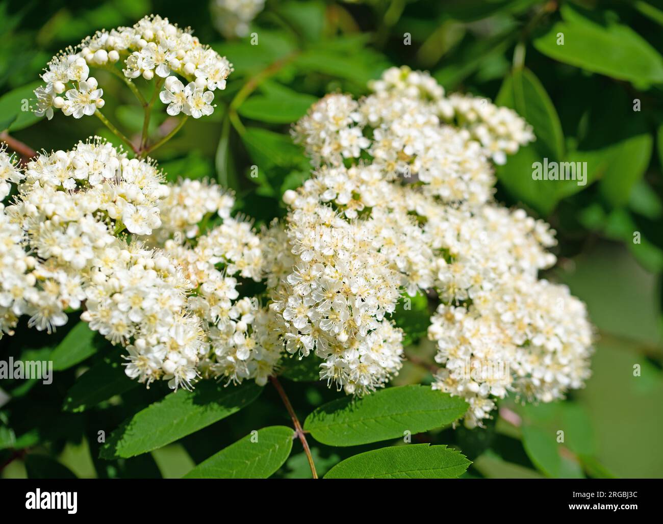 Flowering mountain ash, Sorbus aucuparia, in spring Stock Photo