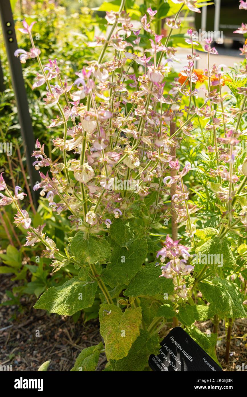 Zurich, Switzerland, July 14, 2023 Hepatica Nobilis or common Hepatica plant at the botanical garden Stock Photo