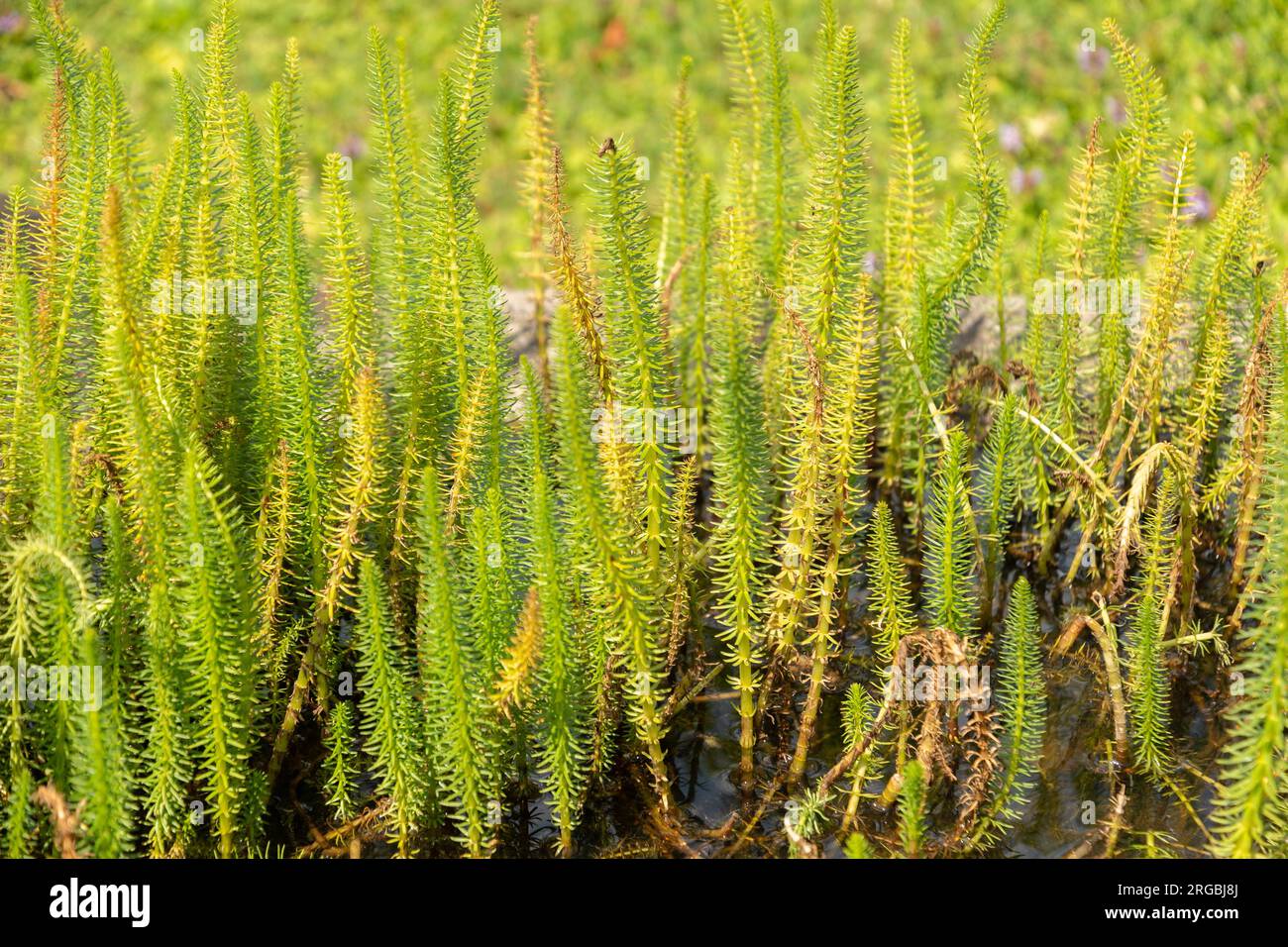 Zurich, Switzerland, July 14, 2023 Hippuris Vulgaris or common mares tail at the botanical garden Stock Photo