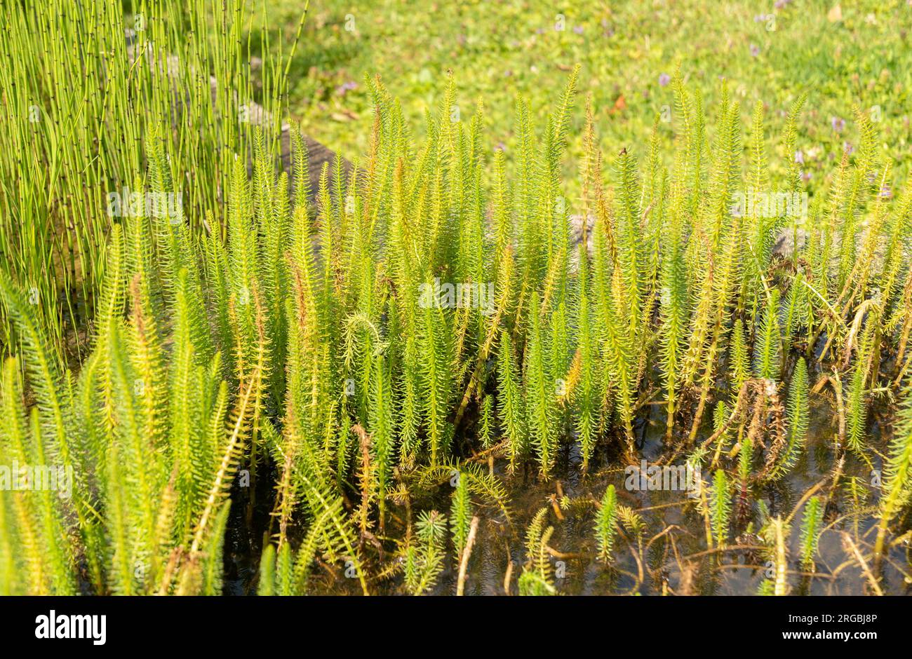 Common mares tail hi-res stock photography and images - Alamy