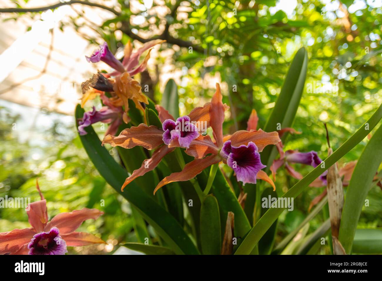Zurich, Switzerland, July 14, 2023 Laelia Tenebrosa orchid at the botanical garden Stock Photo