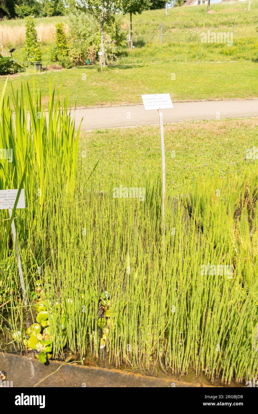 Zurich, Switzerland, July 14, 2023 Equisetum Fluviatile or swamp horsetail plant at the botanical garden Stock Photo