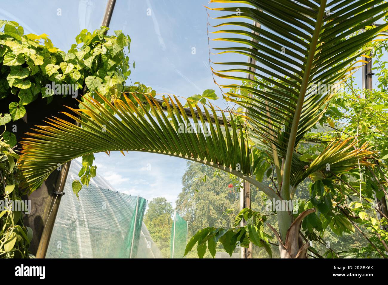 Zurich, Switzerland, July 14, 2023 Hyophorbe Lagenicaulis or bottle palm at the botanical garden Stock Photo