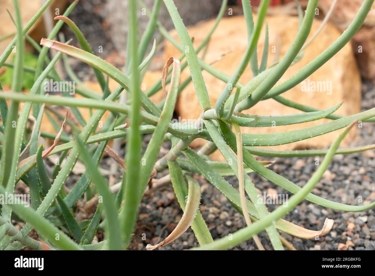 Aloe isaloensis hi-res stock photography and images - Alamy