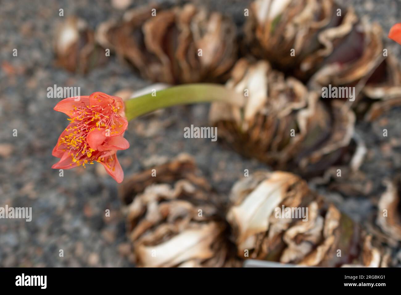 Zurich, Switzerland, July 14, 2023 Haemanthus Coccineus or blood flower at the botanical garden Stock Photo