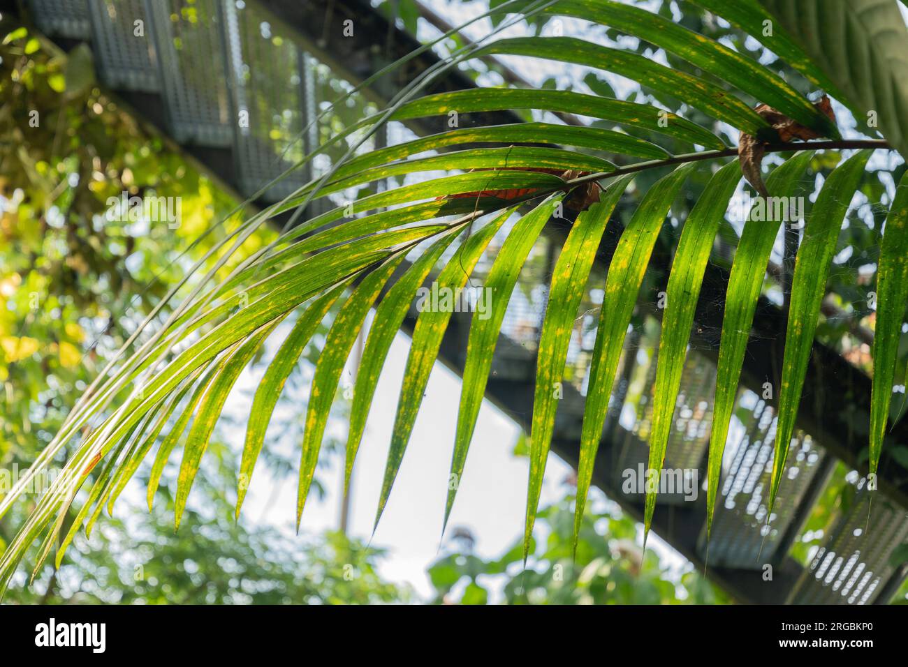 Zurich, Switzerland, July 14, 2023 Cyrtostachys Renda or red sailing wax palm at the botanicalgarden Stock Photo