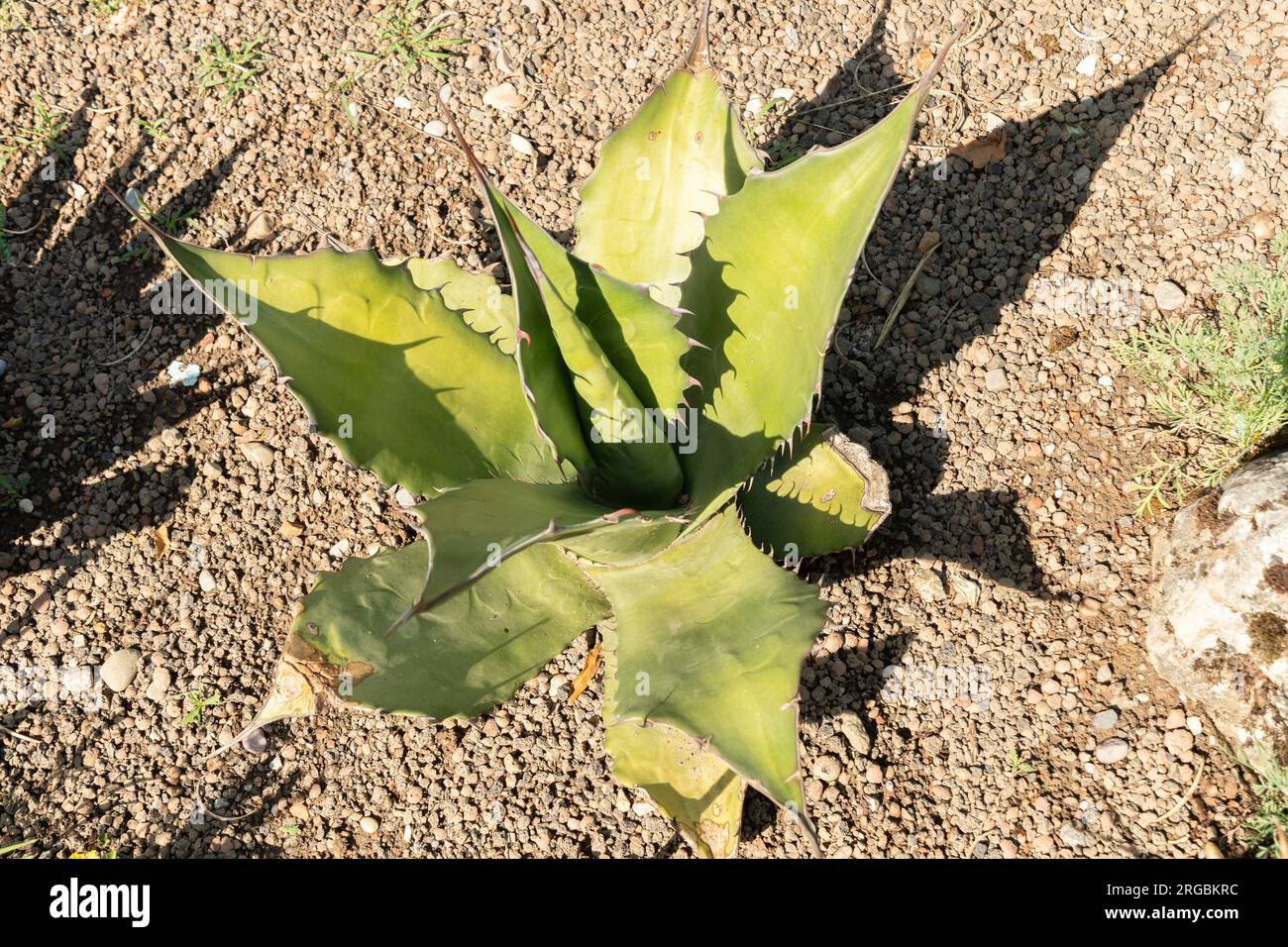 Zurich, Switzerland, July 14, 2023 Agave Salmiana or Maguey Pulquero at the botanical garden Stock Photo
