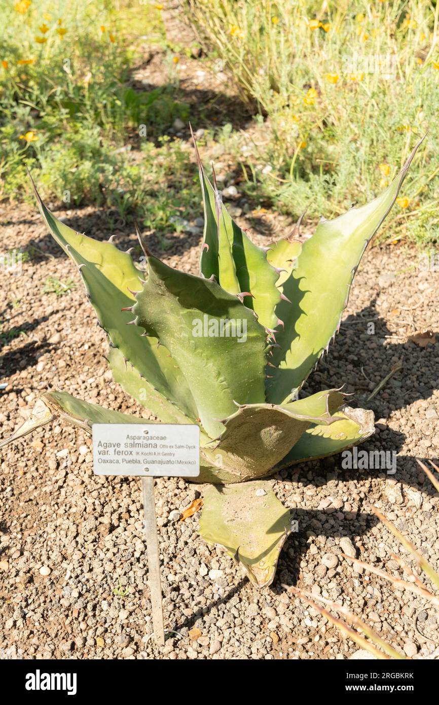 Zurich, Switzerland, July 14, 2023 Agave Salmiana or Maguey Pulquero at the botanical garden Stock Photo